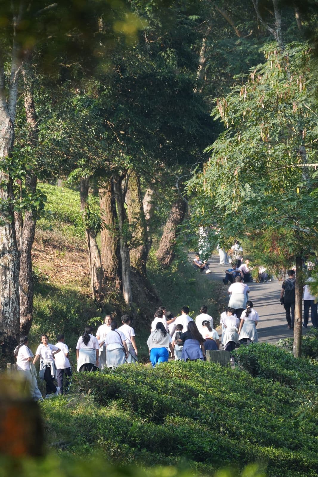 The group strung out along a tea-garden road